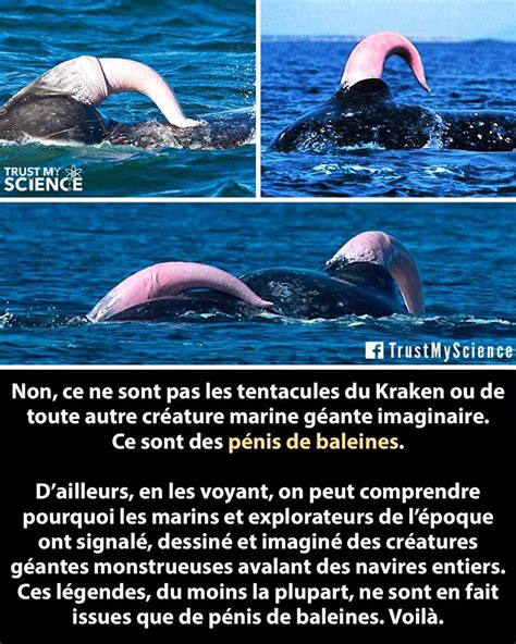 penis de baleine bleu|Reproduction de la baleine bleue 